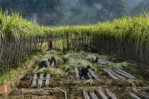 许伟明：崇左寻糖