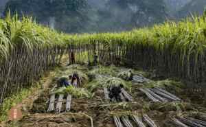 许伟明：崇左寻糖