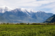 中国海拔最高的茶园：探寻西藏林芝的“茶叶+”之路